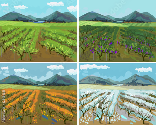 Four seasons. Landscape with vineyard at different time of the year: winter spring, summer, autumn