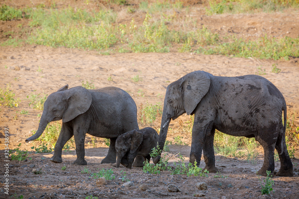 Fototapeta premium African bush elephant in Kruger National park, South Africa
