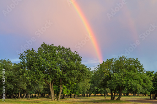 Beautiful landscape with green trees and a double rainbow, Dobrogea, Romania