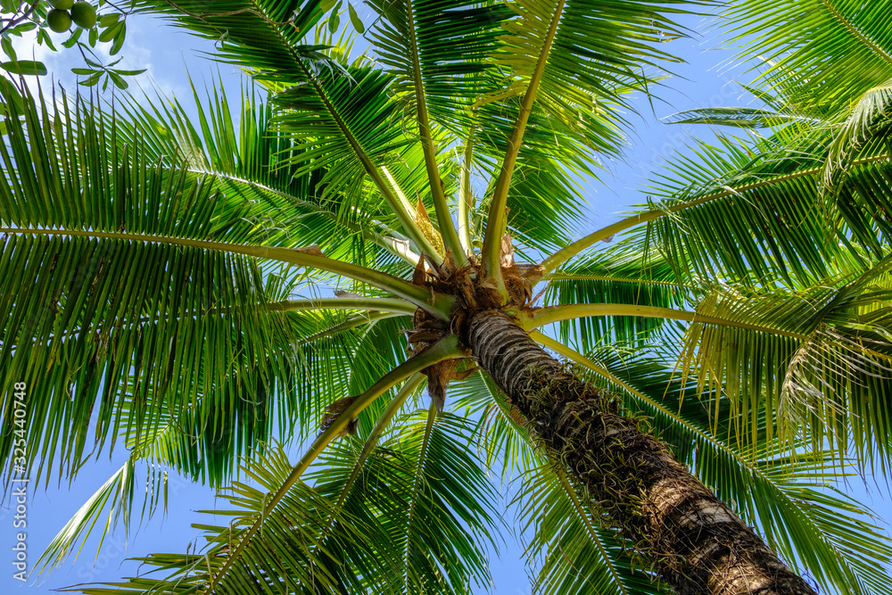 Branches of coconut palms under blue sky at sunny day. Branches of coconut palms under blue sky at sunny day.