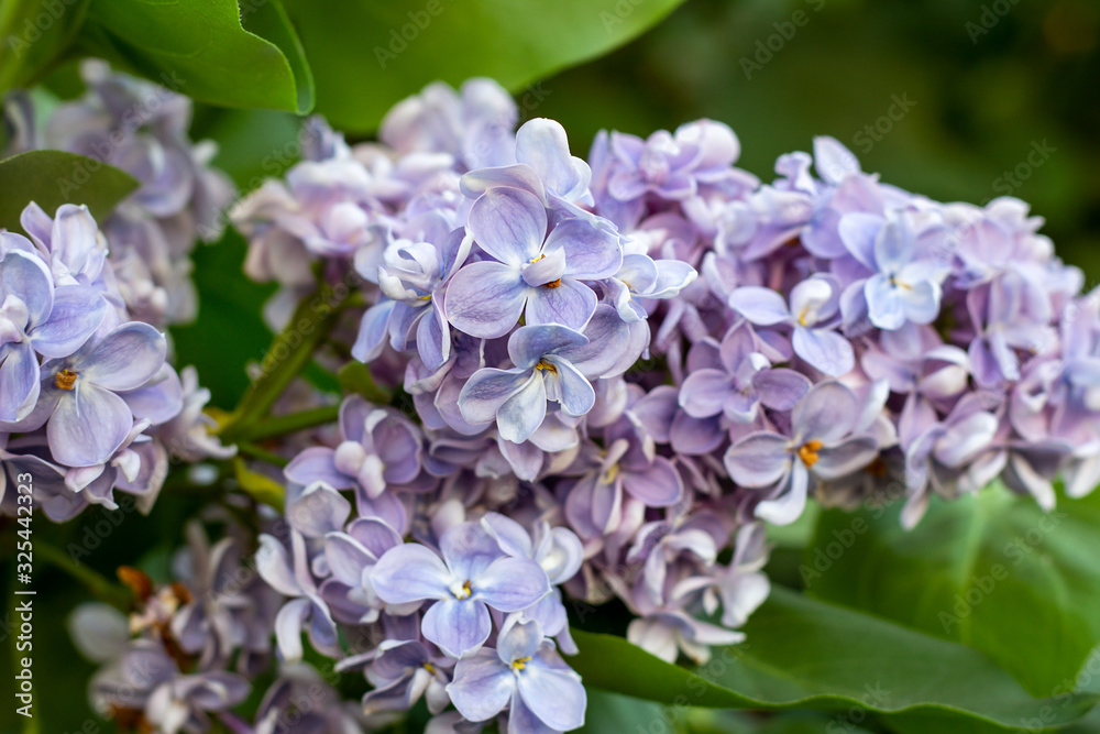 Blossoming branch of purple lilac Syringa vulgaris flowers on green leaves background in the spring park Blossoming branch of purple lilac Syringa vulgaris flowers on green leaves background in the spring park