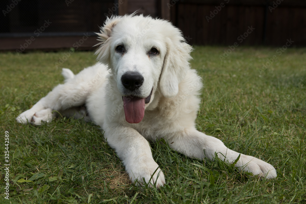 Tatra Shepherd Dog four month old puppies in house garden. Tatra Shepherd Dog four month old puppies in house garden.
