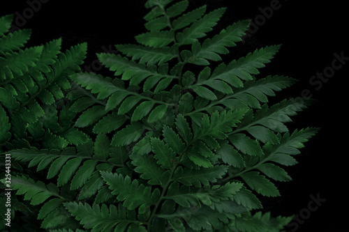 Fern leaves in a low key on a dark background