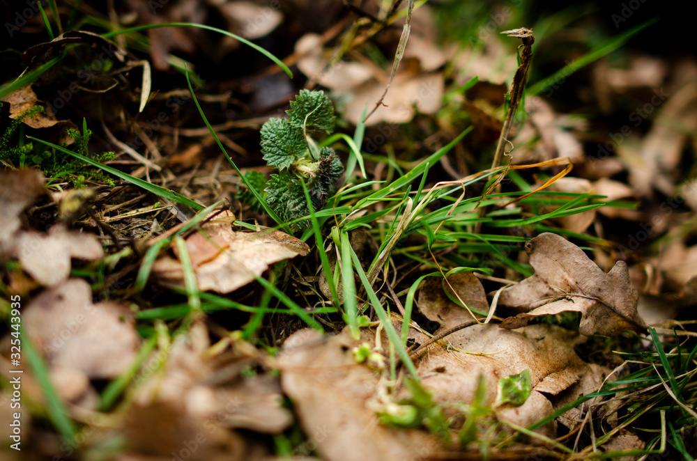 green spring grass green spring grass
