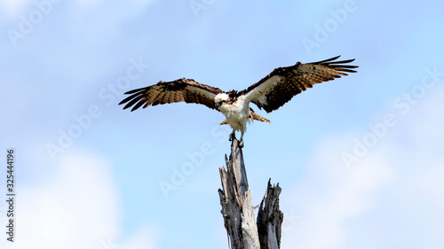 Osprey (Pandion haliaetus) sitting and dry his feathers, Florda, USA