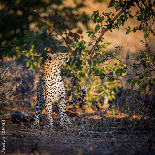 Leopard in Kruger National park, South Africa