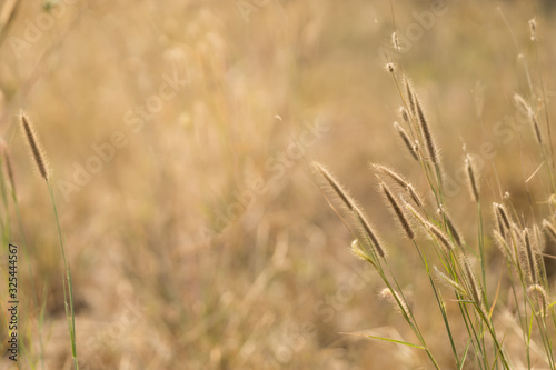 Close up of nature view grass flower on blurred greenery background under sunlight with bokeh and copy space using as background natural plants landscape, ecology wallpaper concept.