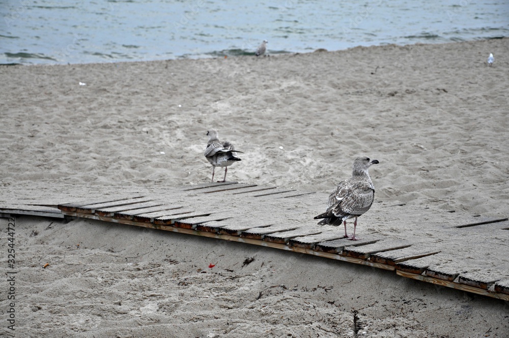 Obraz premium Mewy na plaży