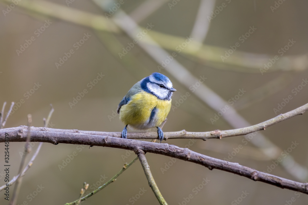 Fototapeta premium Tiny Blue Tit Perched in a Tree