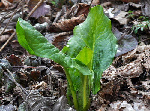 Arum grows in the forest in spring. photo