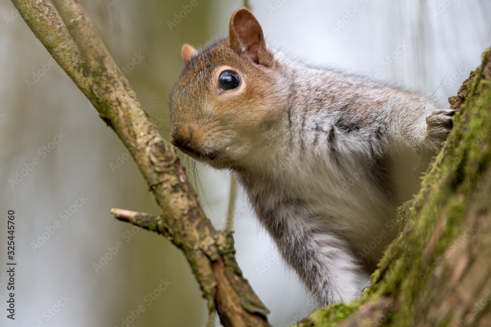 Grey Squirrel Looking Out From a Tree Grey Squirrel Looking Out From a Tree