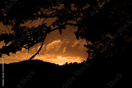 Willamette Valley Sunset. Sunset over the Willamette Valley near Corvallis, Oregon with Oregon White Oak in the foreground.