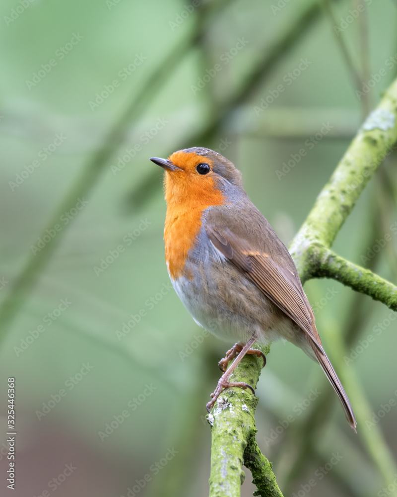 Fototapeta premium Robin Redbreast Perched in a Tree