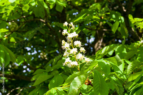 Flowering branches of chestnut Castanea sativa tree, and bright blue sky