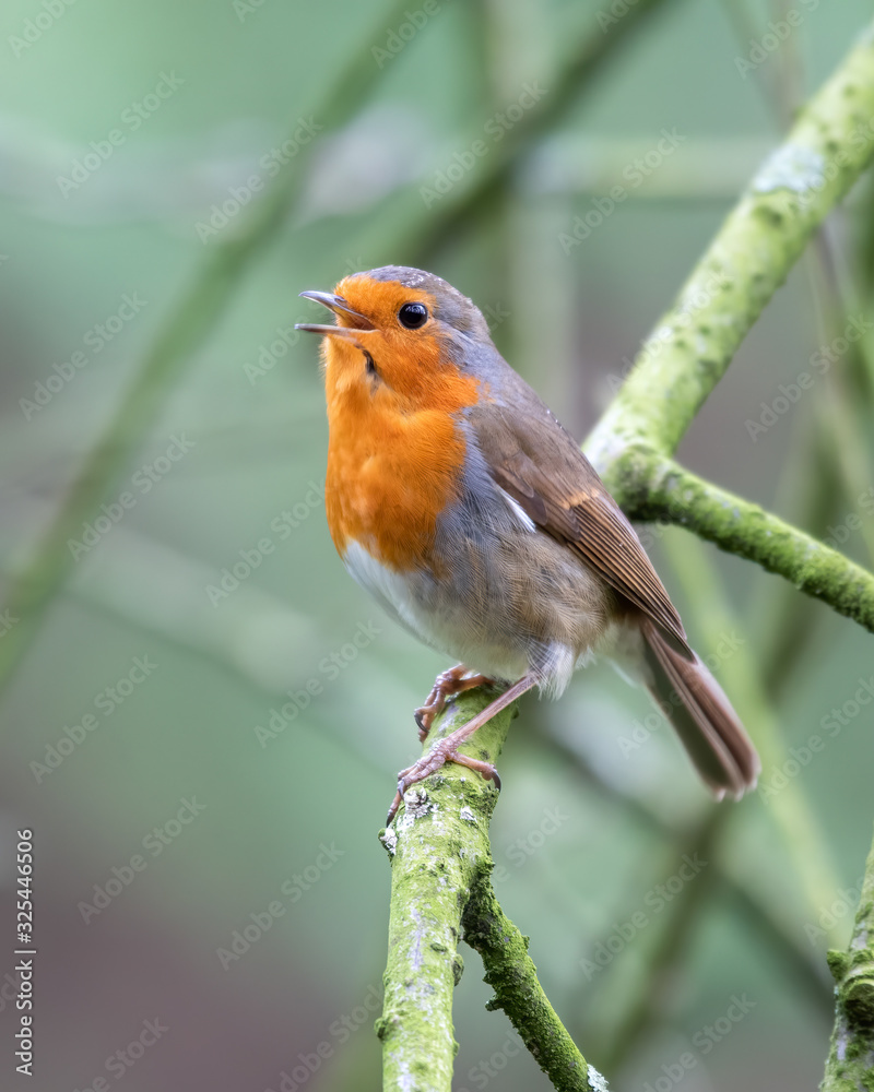 Robin Redbreast Perched in a Tree