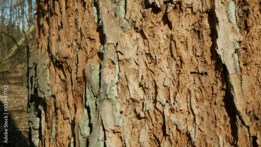 Bark beetle pest deciduous oak forests European infested drought dry attacked Xyleborus monographus ambrosia, Scolytus intricatus and Platypus cylindrus oak pinhole borer, larvae burrow Bark beetle pest deciduous oak forests European infested drought dry attacked Xyleborus monographus ambrosia, Scolytus intricatus and Platypus cylindrus oak pinhole borer, larvae burrow