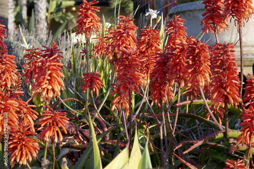 red aloe flowers