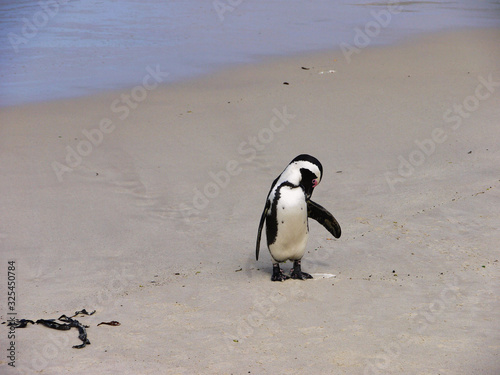 African penguin  Spheniscus demersus  - South Africa