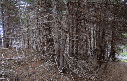 Several dead conifer trees.