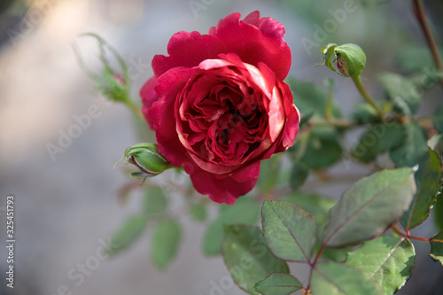 Red rose flower rose varieties Docteurs Massad