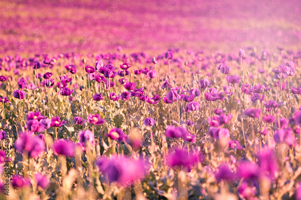 Naklejka premium Field of violet opium poppy in spring with sun rays, Czech Republic
