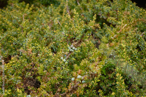 A cluster of juniper fruits on a bush.