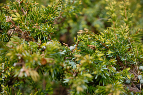 A cluster of juniper fruits on a bush.