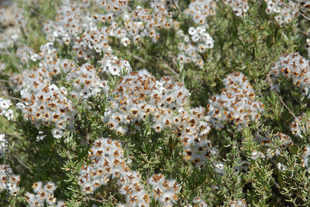 Cape Snow Bush our Kapokbossie, Wild Rosemary, Eriocephalus africanus Cape Snow Bush our Kapokbossie, Wild Rosemary, Eriocephalus africanus