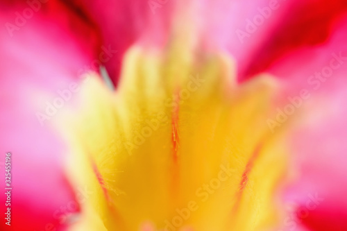 Abstract closeup adenium multiflorum flower or desert rose