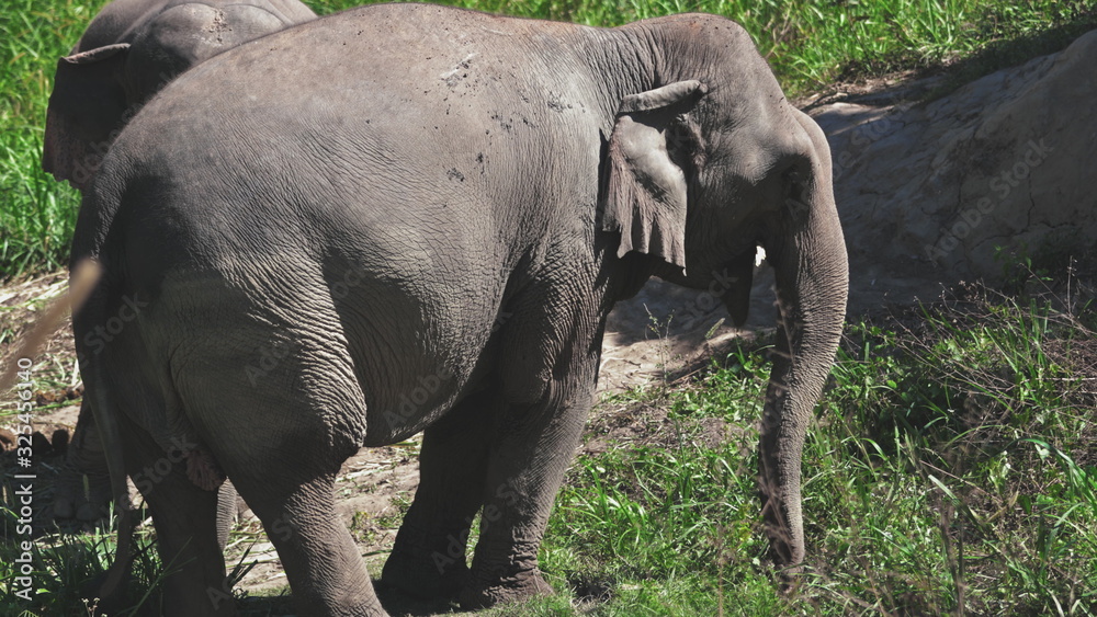 Fototapeta premium Group of Elephant in Jungle Sanctuary Thailand. Enormous Animal Chewing Branch. Chiang Mai Province Conservation. Huge Herbivore Asian Mammal Eating