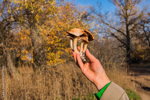 Gymnopilus junonius mushrooms in hand. Types of mushrooms in a mixed forest. Mushrooms close-up. photo