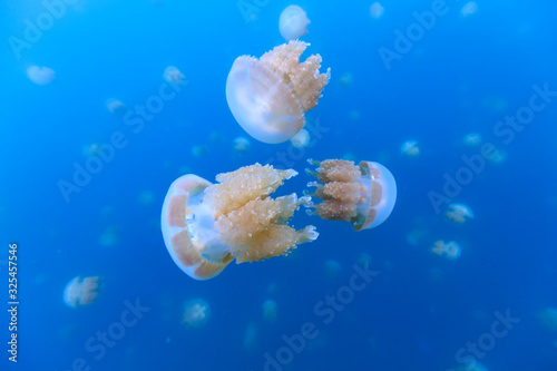 Golden Jellyfish in Palau's Jellyfish Lake