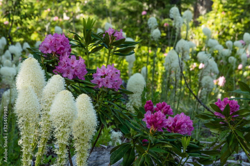 Obraz premium Bear Grass and Rhododendron in the Oregon Cascades.