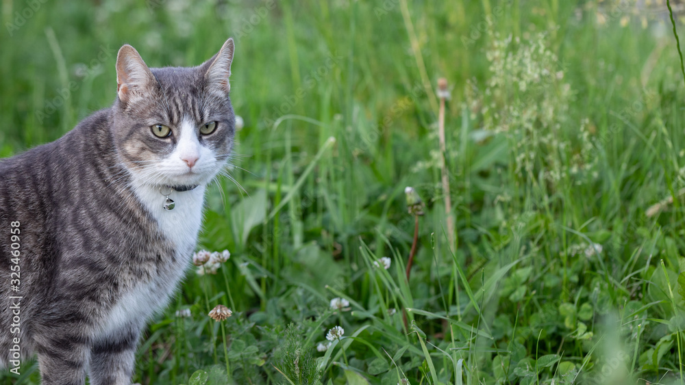grey cat with neckband and little bell sitting in meadow