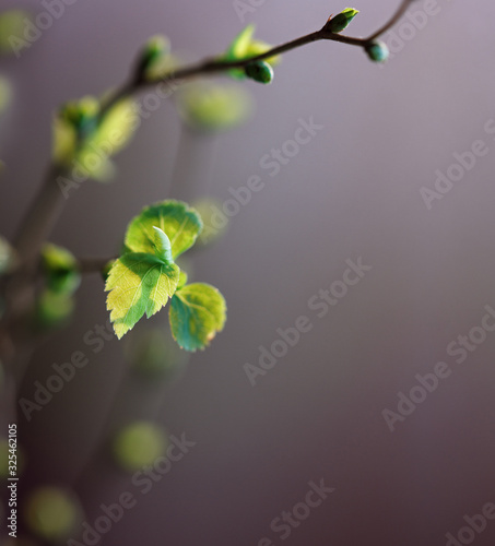 Branch with fresh spring foliage and buds with place for text