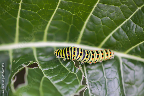 The caterpillar of the Papilio machaon butterfly sitting on green leaf