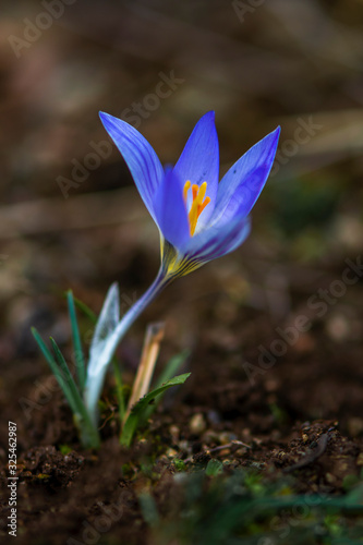 Crocus chrysantus blue flower ground