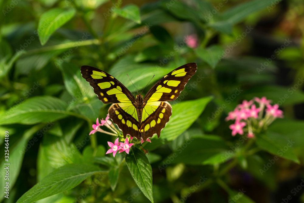 Beautiful Malachite Butterfly On Pentas Plant Beautiful Malachite Butterfly On Pentas Plant