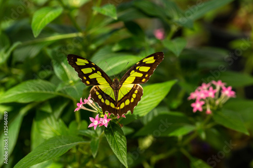 Beautiful Malachite Butterfly On Pentas Plant