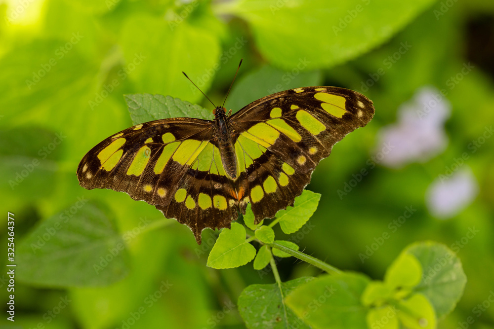 Green Malachite Butterfly In Garden In Florida Green Malachite Butterfly In Garden In Florida