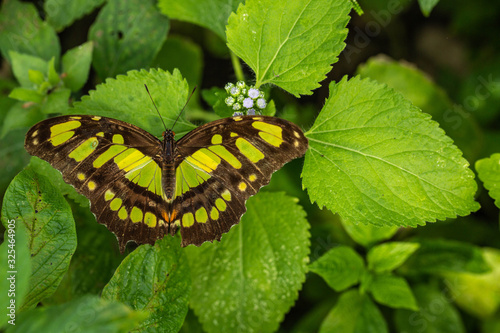 Malachite Butterfly in Green Garden