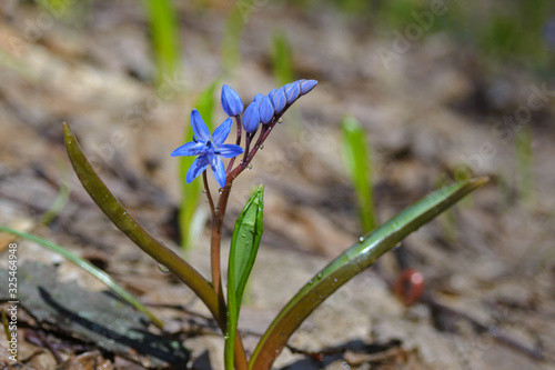 A blue delicate Scilla flower in early spring. Awakening of nature.