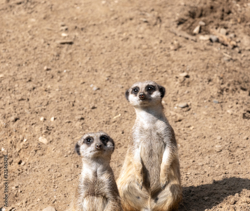 Meerkats or suricate suricatta in their natural environment