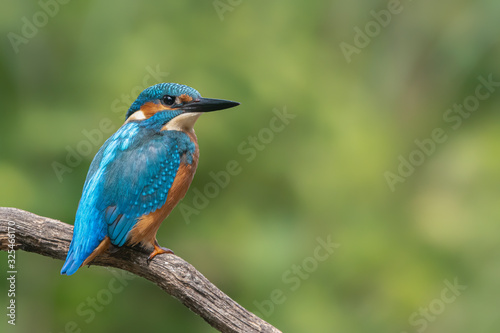 Common Kingfisher (Alcedo atthis) sitting on a branch above a pool in the forest of Overijssel (Twente) in the Netherlands. Green bokeh background. Copy space. © Albert Beukhof