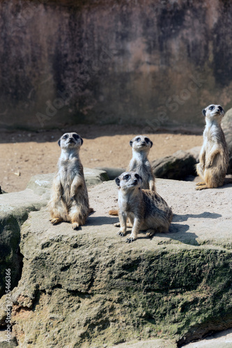 Meerkats or suricate suricatta in their natural environment