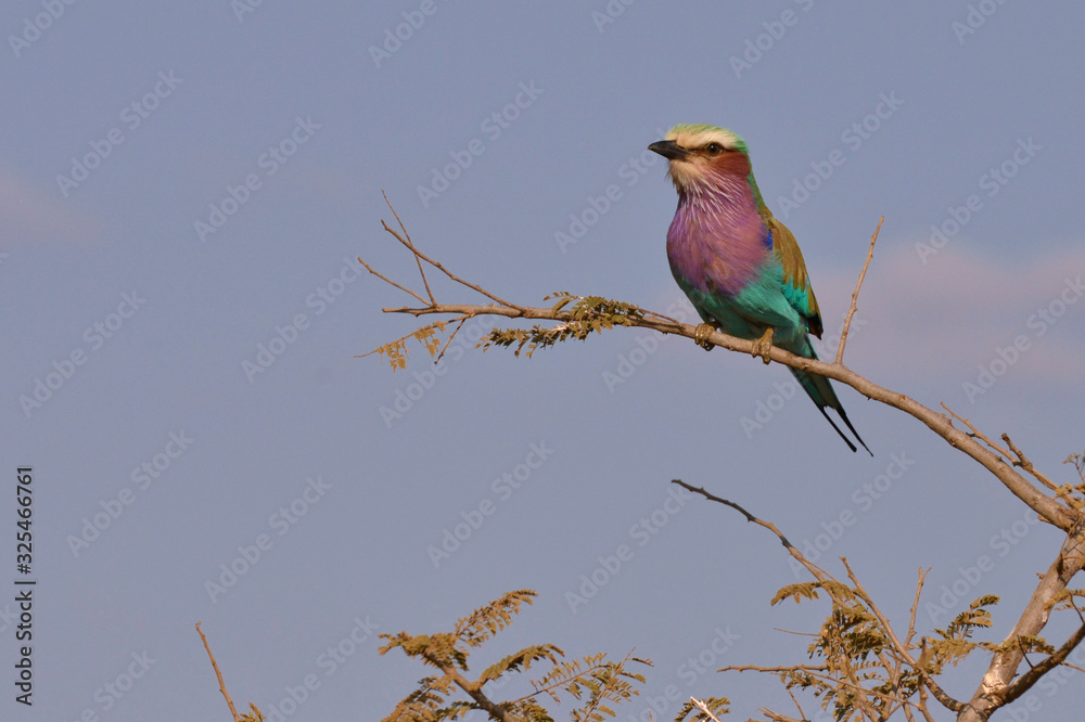 Lilac Breasted Roller sitting in an Acacia tree in Kruger National Park Lilac Breasted Roller sitting in an Acacia tree in Kruger National Park