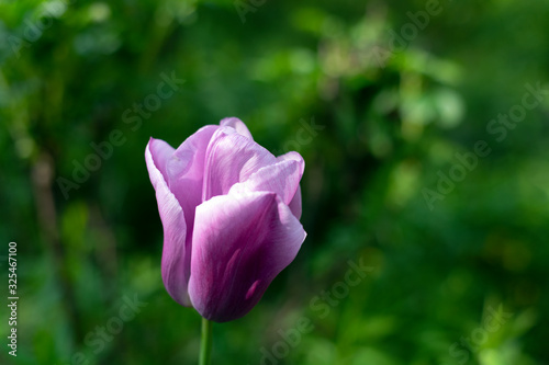 Violet tulip on fresh green background with bokeh.