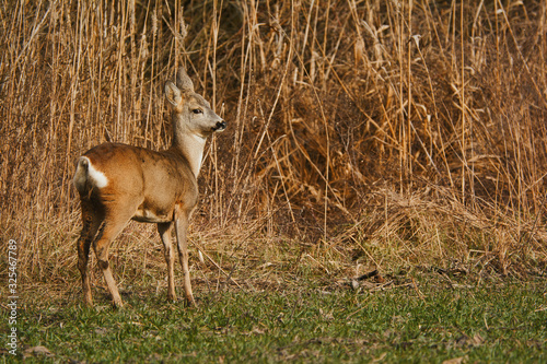 Roe deer - Capreolus capreolus on a meadow