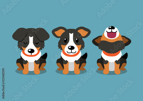 Vector cartoon character american shepherd dog poses for design.