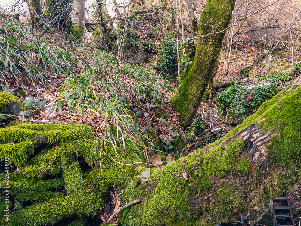 Green moss on trees in a deciduous forest on a sunny day. Green moss on trees in a deciduous forest on a sunny day.